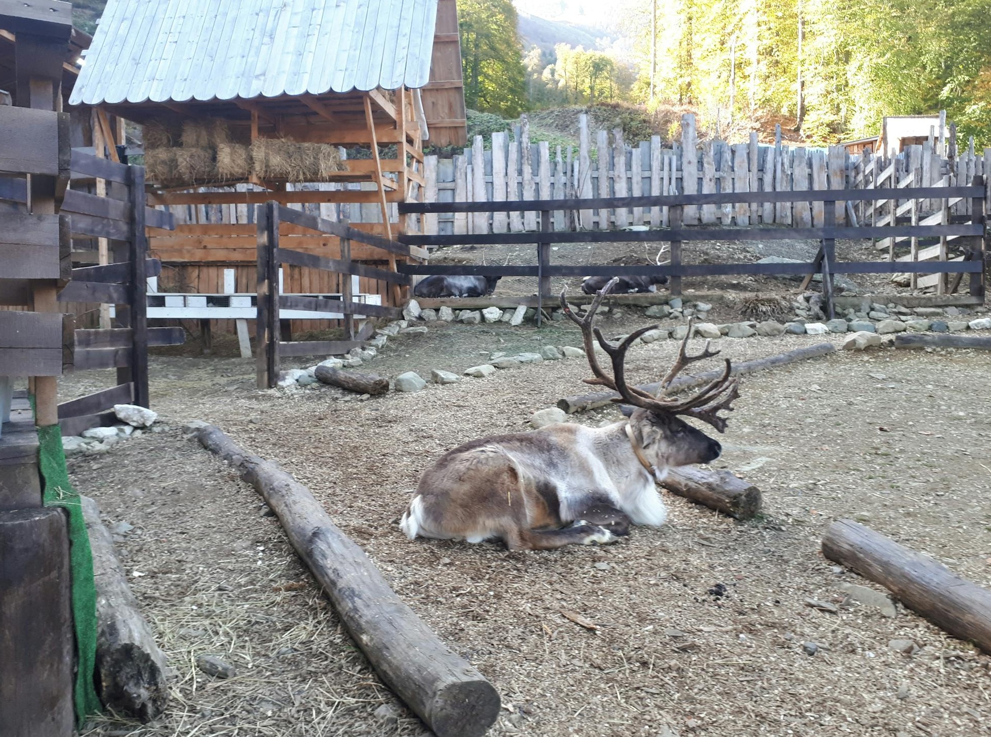 用户评论互动界面
