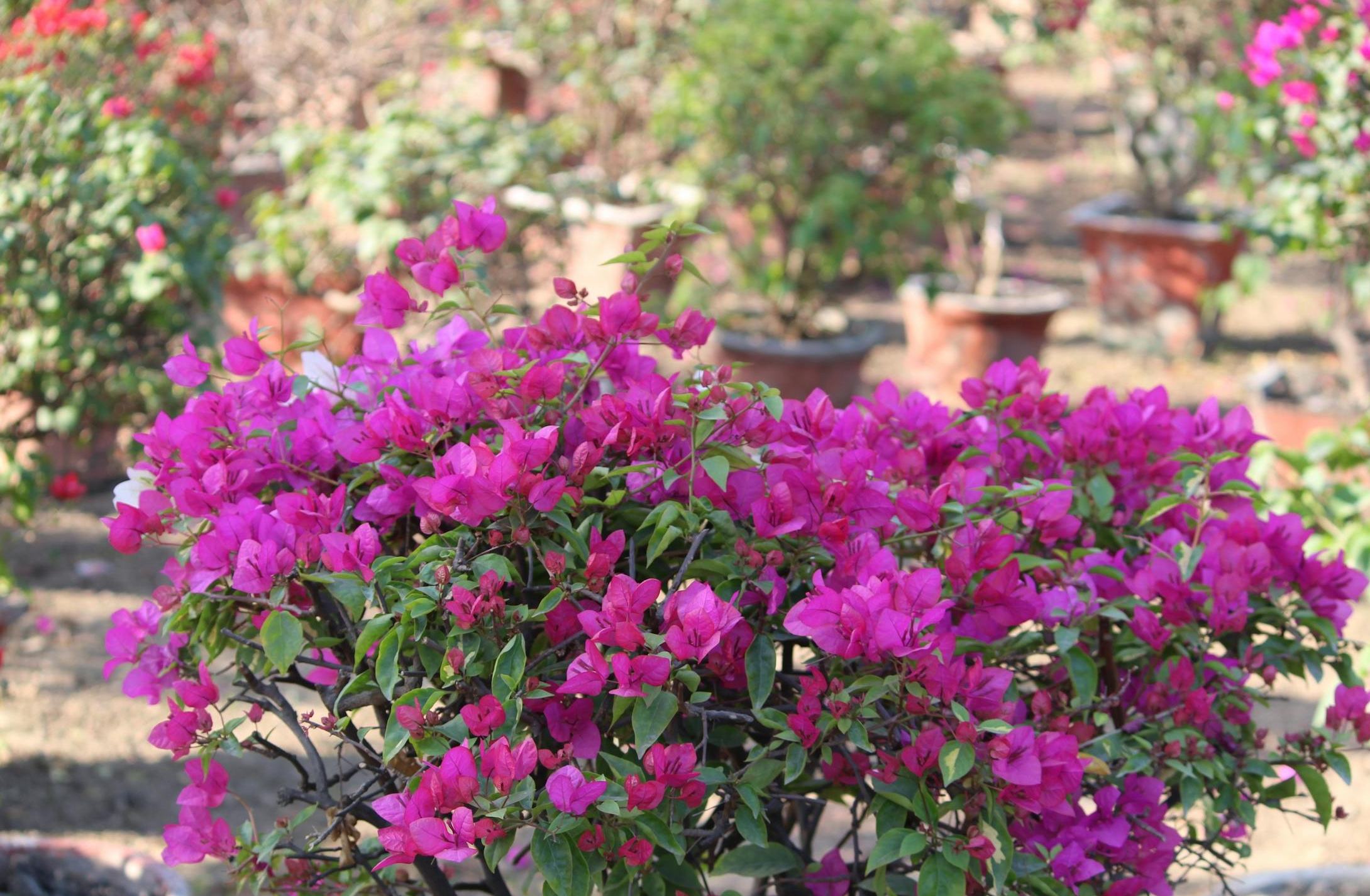 手机上显示TikTok评论和点赞，旁边放着耳机和笔记本电脑