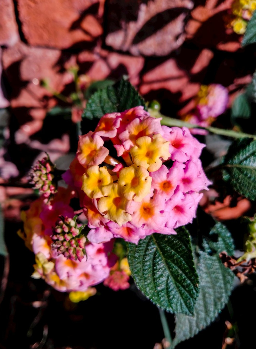 一名女士正在笔记本电脑上使用社交媒体应用程序,象征数字营销与社区管理